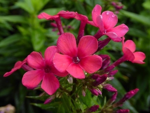 Флокс метельчатый Флокс метельчатый