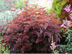 Пузыреплодник калинолистный 