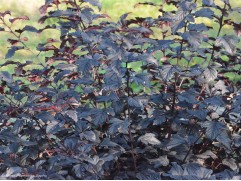 Пузыреплодник калинолистный Пузыреплодник калинолистный