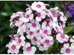 Флокс метельчатый 