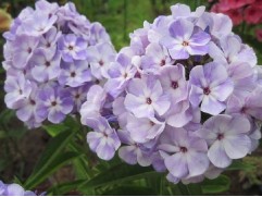 Флокс метельчатый 