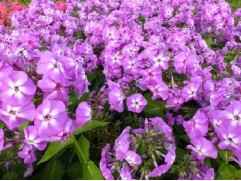 Флокс метельчатый 