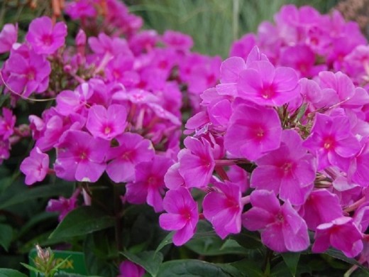 Флокс метельчатый Флокс метельчатый