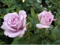 Роза плетистая Роза плетистая