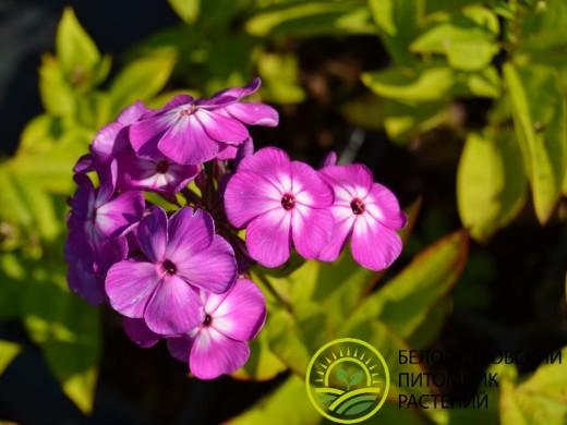 Флокс метельчатый 