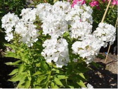 Флокс метельчатый 