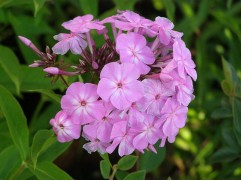 Флокс метельчатый 