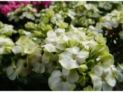 Флокс метельчатый 