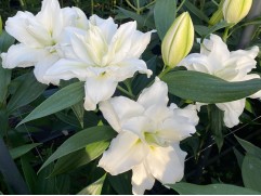 Лилия розовидная Лилия розовидная