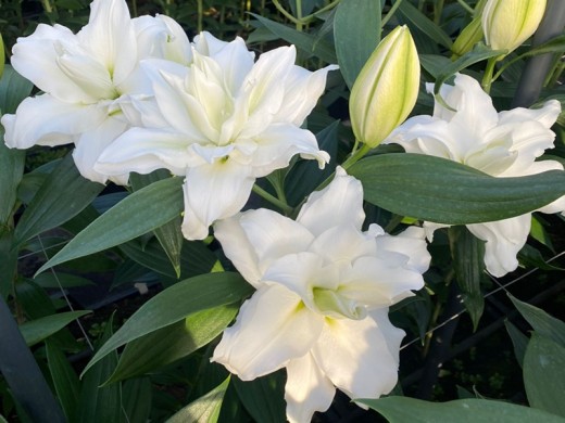 Лилия розовидная Лилия розовидная