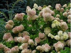 Гортензия метельчатая Гортензия метельчатая