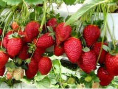 Земляника крупноплодная ремонтантная 