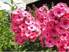 Флокс метельчатый 