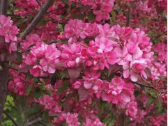 Яблоня декоративная 