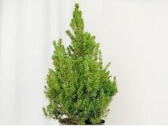 Ель канадская 