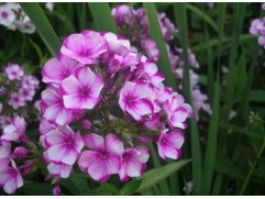 Флокс метельчатый 