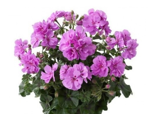 Пеларгония плющелистная Пеларгония плющелистная
