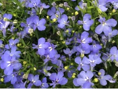 Лобелия 