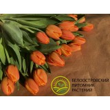 Тюльпан сорт 