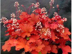 Гейхера гибридная 