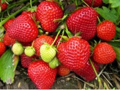 Земляника крупноплодная ремонтантная 