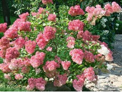 Гортензия метельчатая 
