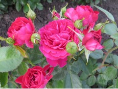 Роза флорибунда 