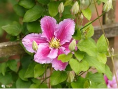 Клематис крупноцветковый 