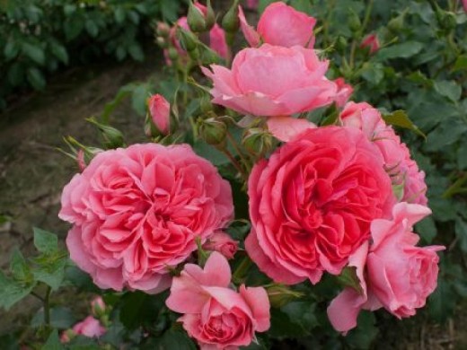 Роза плетистая Роза плетистая