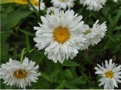 Нивяник великолепный 