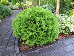 Туя западная Туя западная