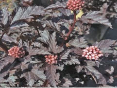 Пузыреплодник калинолистный Пузыреплодник калинолистный