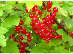 Смородина красная 