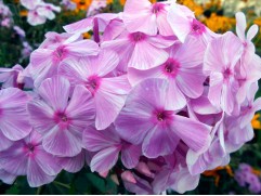 Флокс метельчатый 