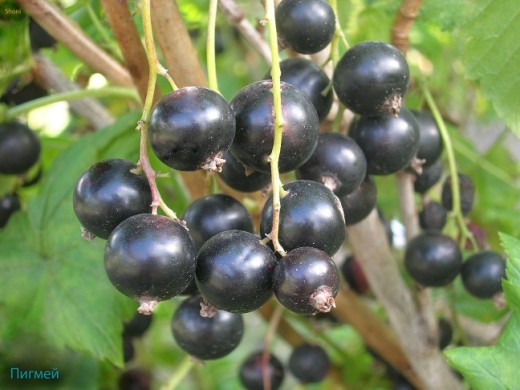 Смородина черная Смородина черная