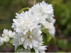 Чубушник венечный 