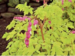 Дицентра великолепная 