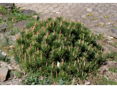 Сосна горная 