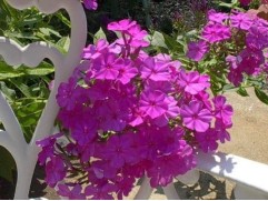 Флокс метельчатый 