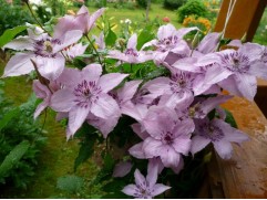 Клематис Жакмана 