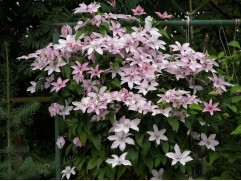 Клематис Жакмана 