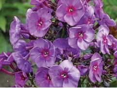 Флокс метельчатый 