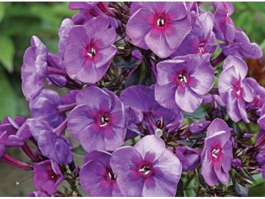 Флокс метельчатый 