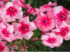 Флокс метельчатый 