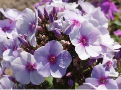 Флокс метельчатый 