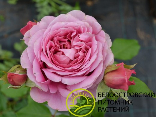 Роза шраб Роза шраб