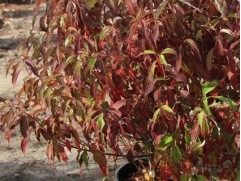 Дерен белый 