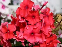 Флокс метельчатый 