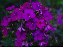 Флокс метельчатый 