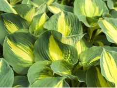 Хоста гибридная 